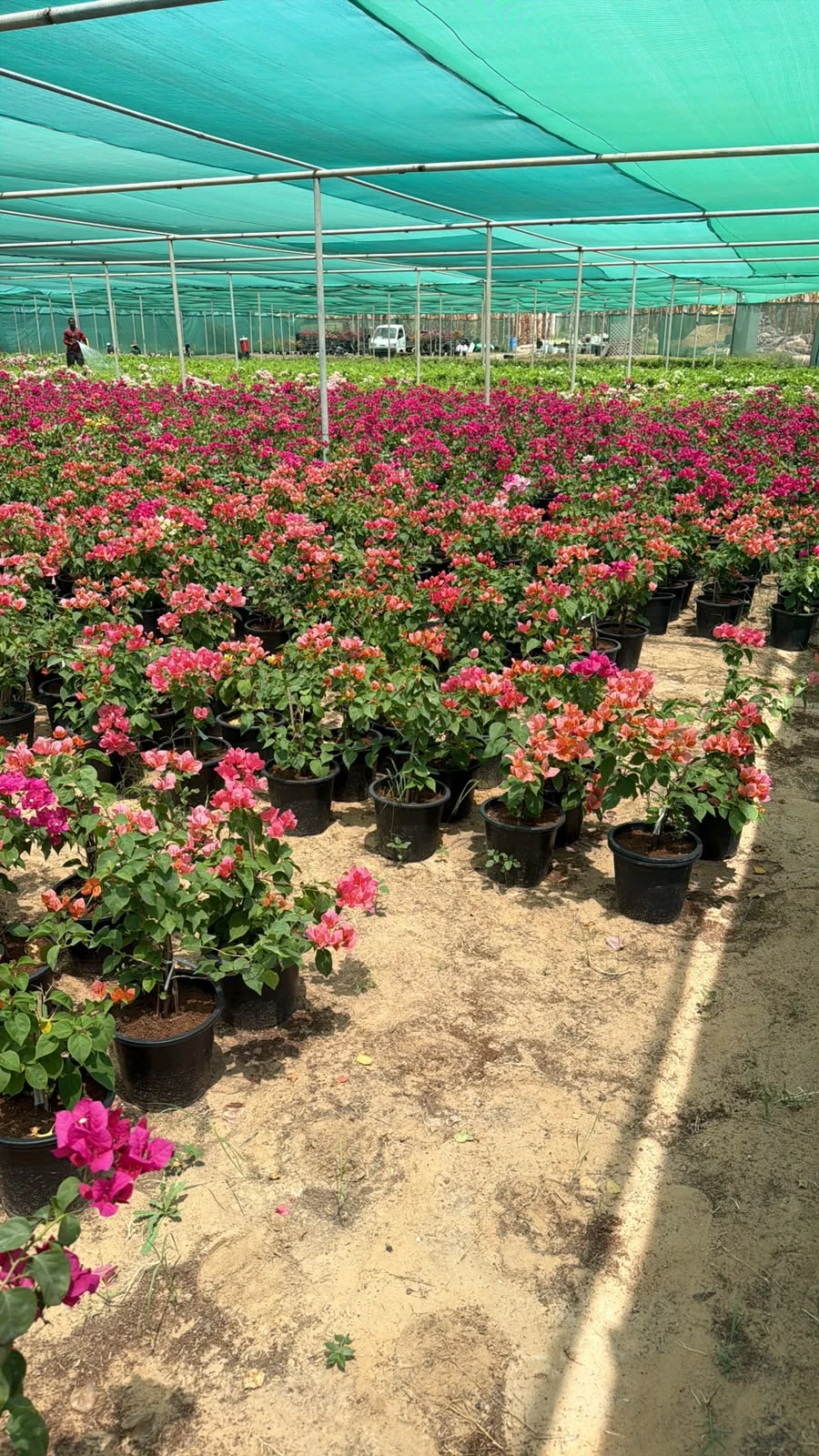 Business photo of flowering plant nursery