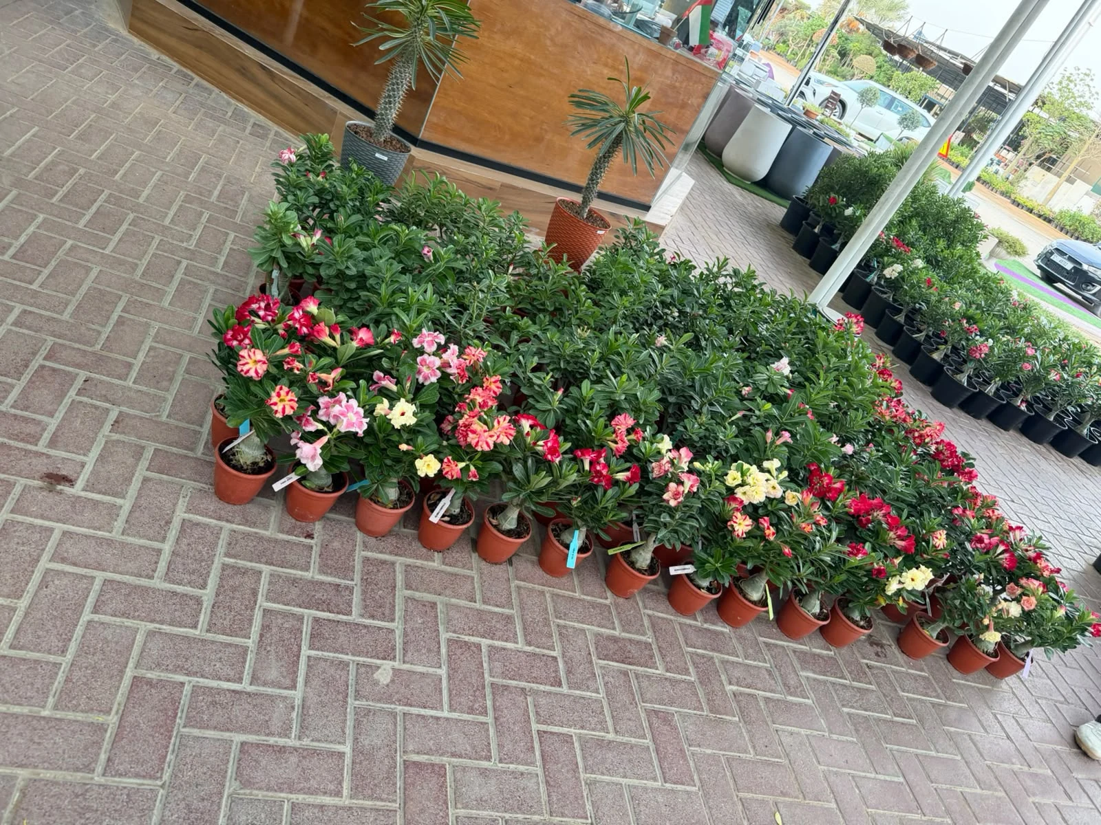 Springview flowering plant display
