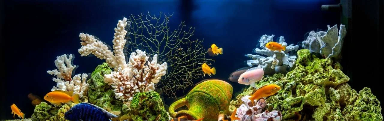 Deep Ocean Aquarium